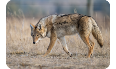 Legislators‚ Farmers‚ Hunters Stop Misguided Coyote Rule