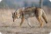 Legislators‚ Farmers‚ Hunters Stop Misguided Coyote Rule